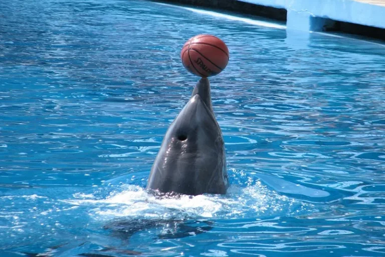 TÜRKLER DOLPHIN AND SEAL SHOW