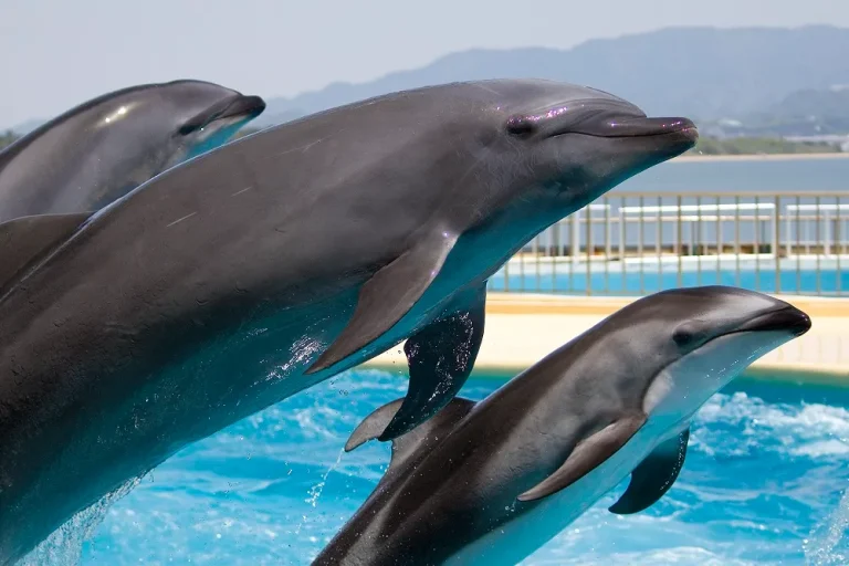 TÜRKLER DOLPHIN AND SEAL SHOW