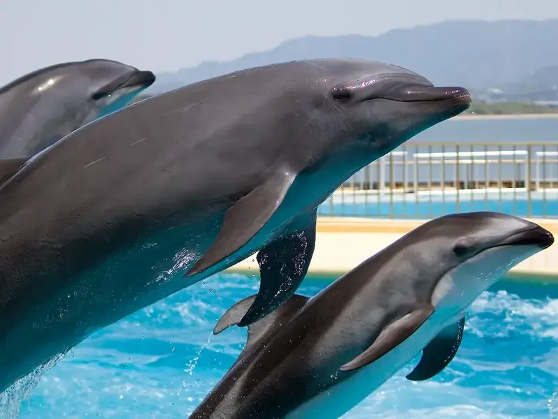 TÜRKLER DOLPHIN AND SEAL SHOW