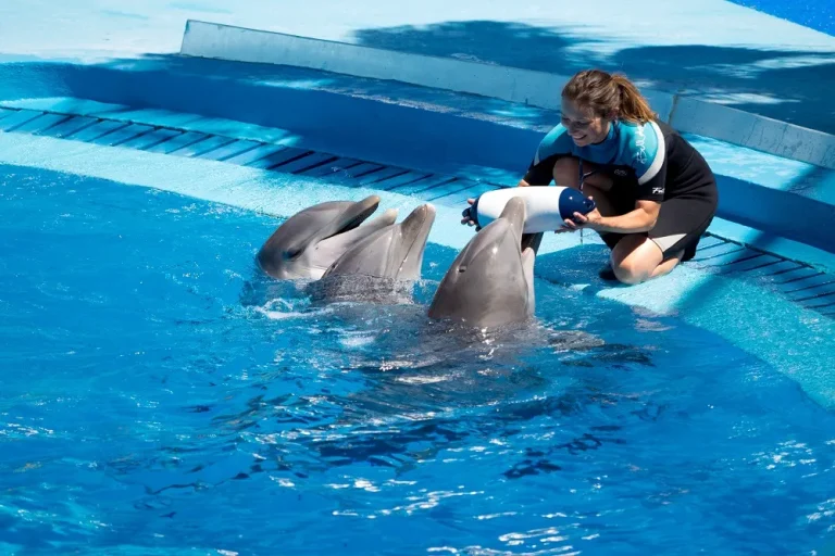 TÜRKLER DOLPHIN AND SEAL SHOW