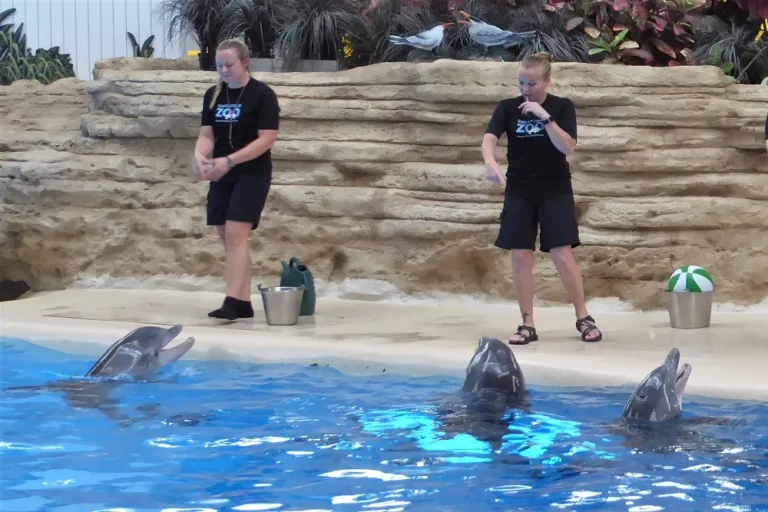 TÜRKLER DOLPHIN AND SEAL SHOW