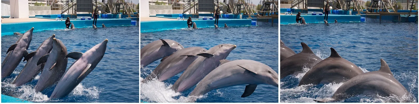 Alanya Dolphin and Seal Show