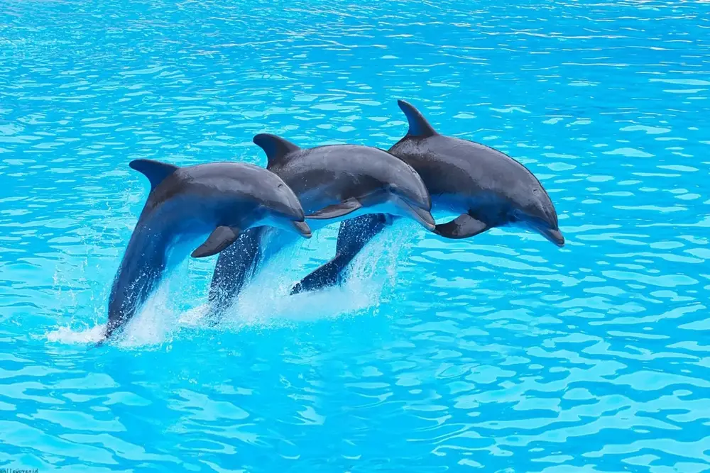 Antalya Dolphin and Seal Show