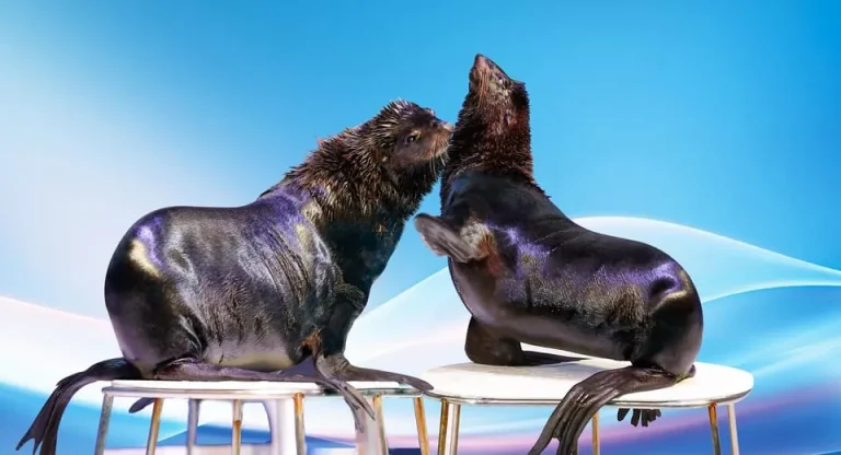 Side Dolphin and Seal Show