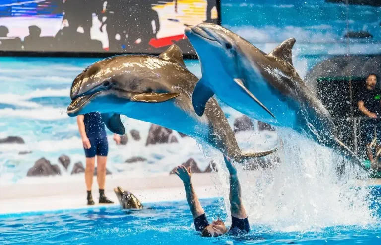 Antalya Dolphin and Seal Show