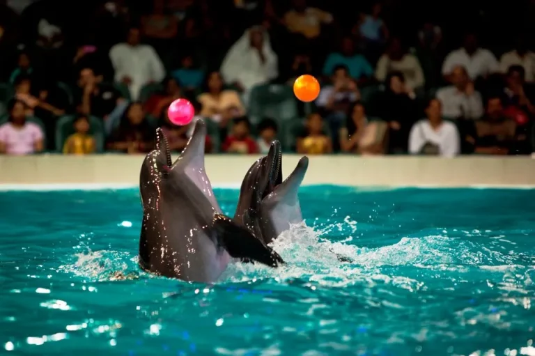 Side Dolphin and Seal Show