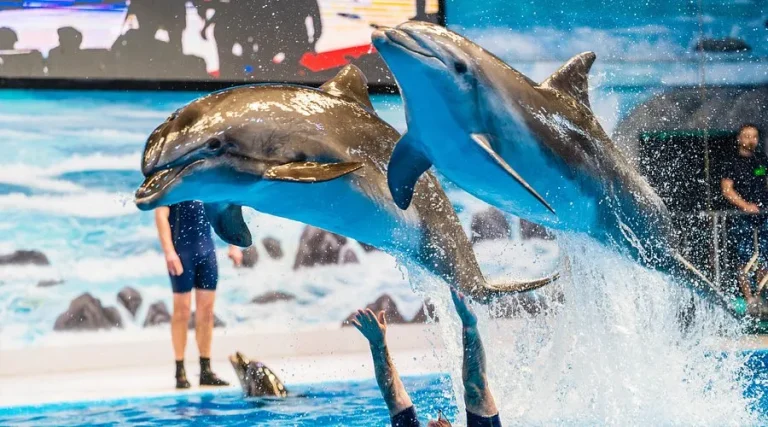 Side Dolphin and Seal Show