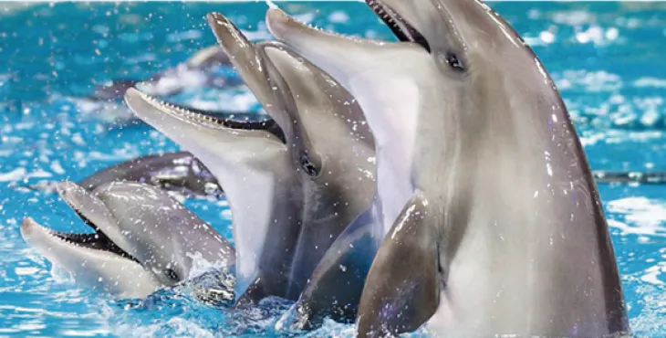 Side Dolphin and Seal Show